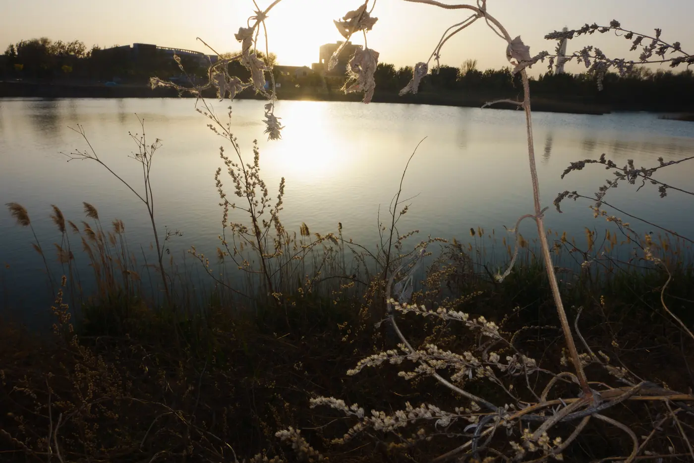 夕阳下的湖面与岸边草木